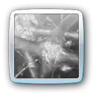neurons