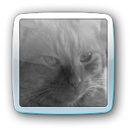 orange cat