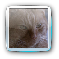 orange cat