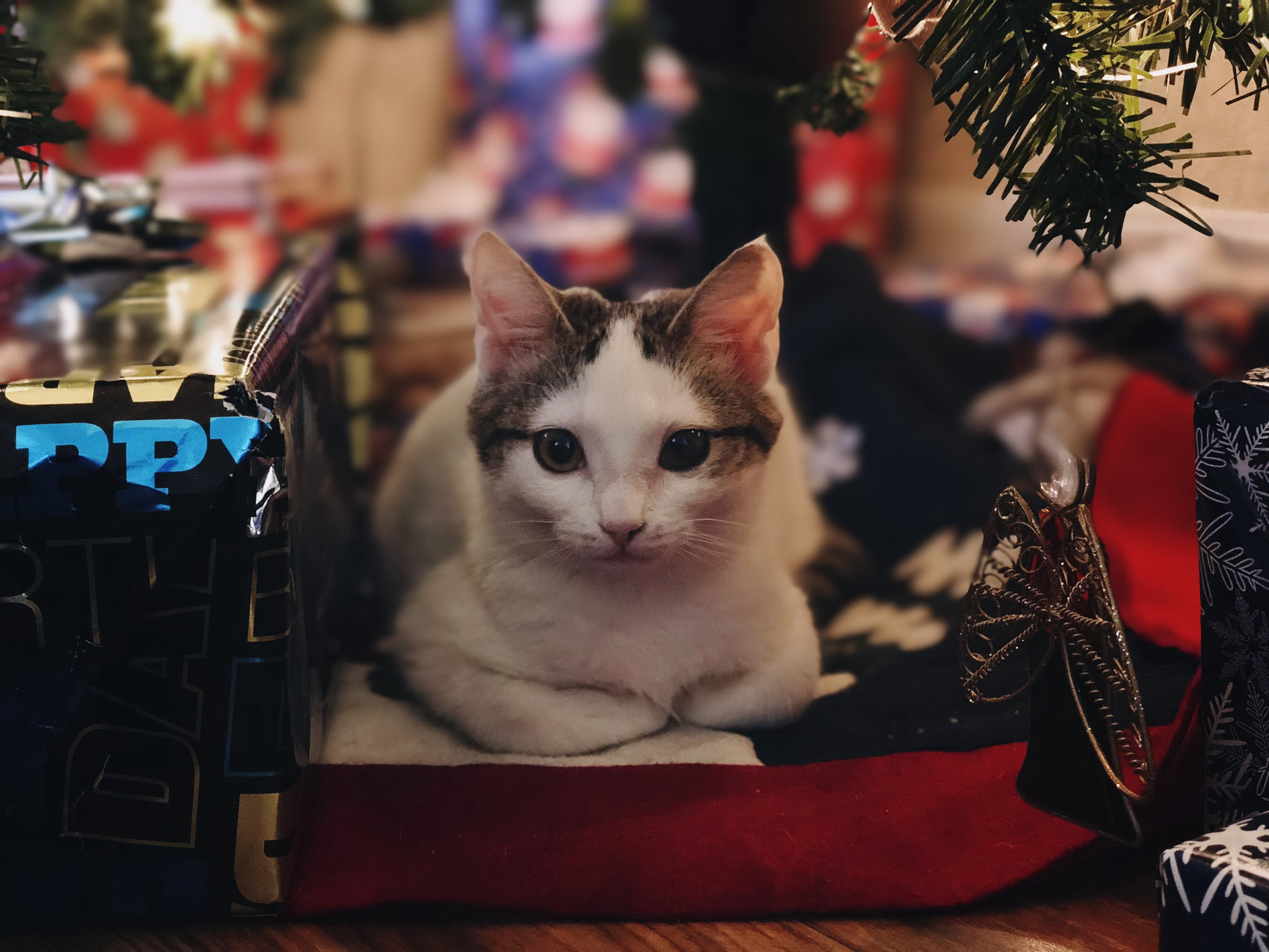 a kitten catloafing under a Christmas tree
