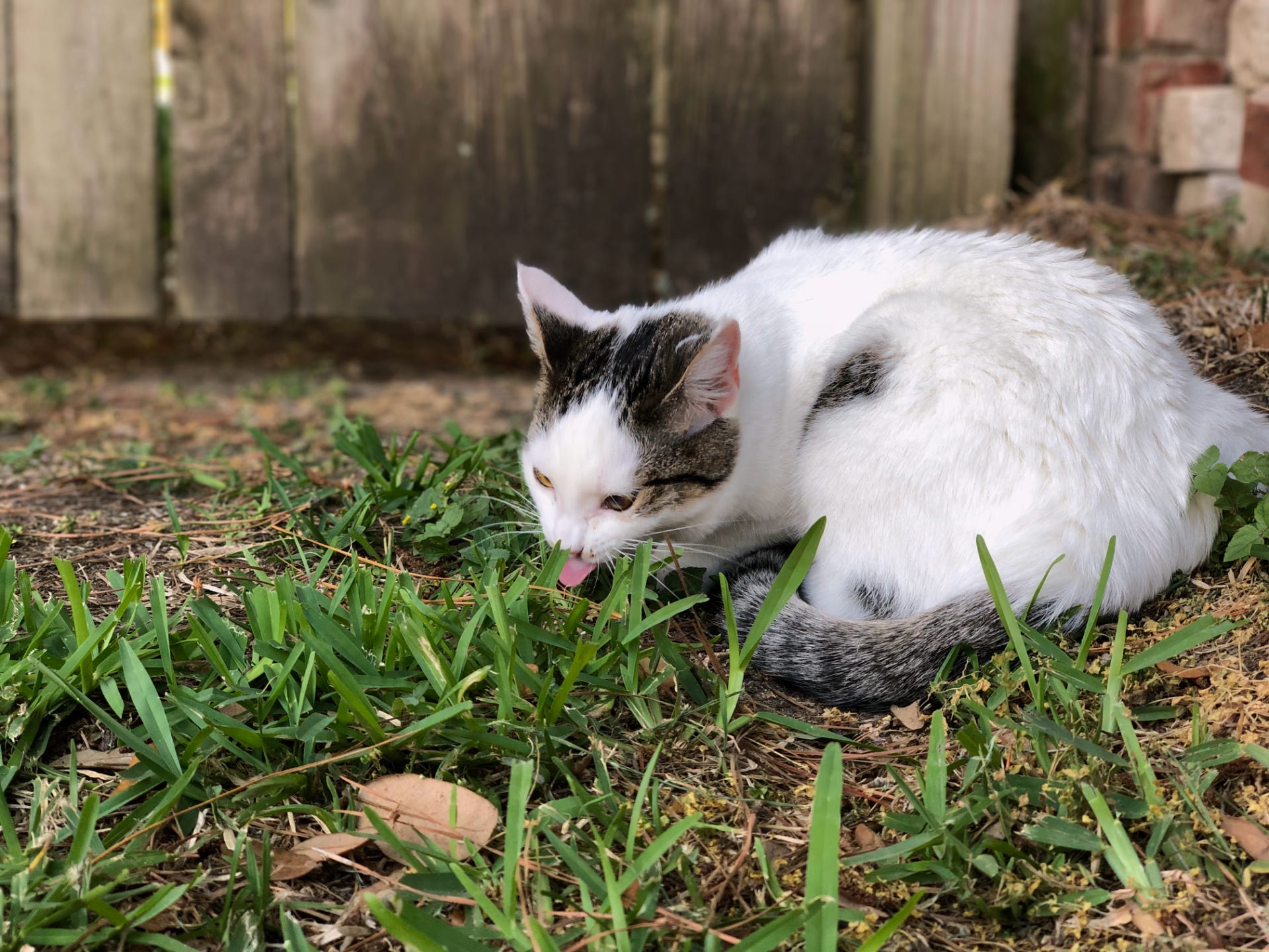 a black and white cat licking some grass